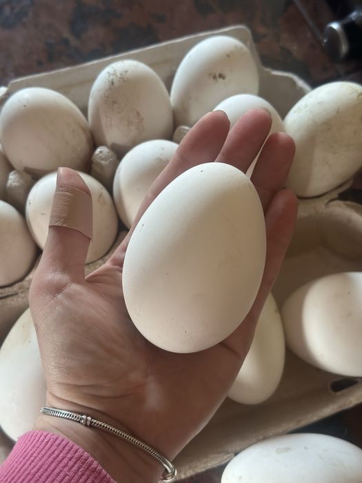 Vand oua de gâște rațe si găini
