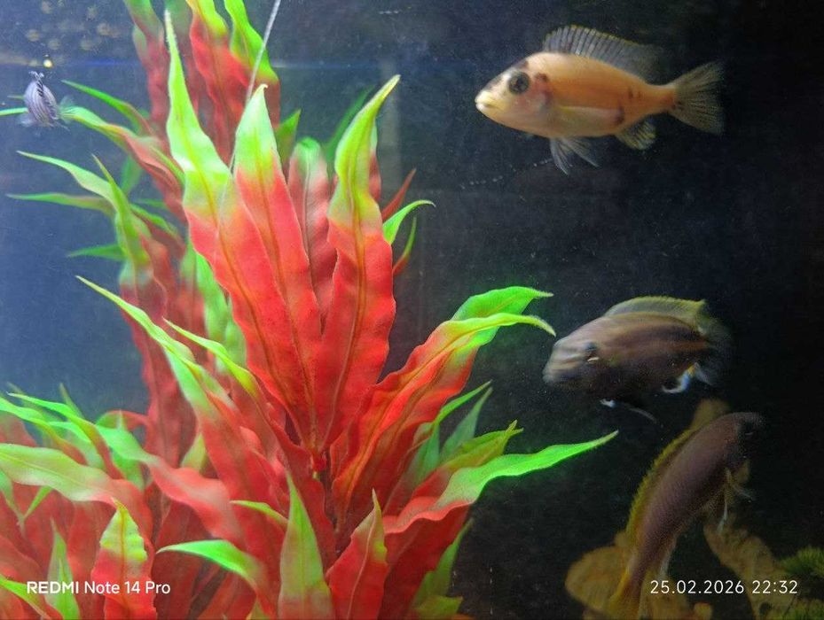 Akvarium va baliqlar sotiladi NURAFSHON