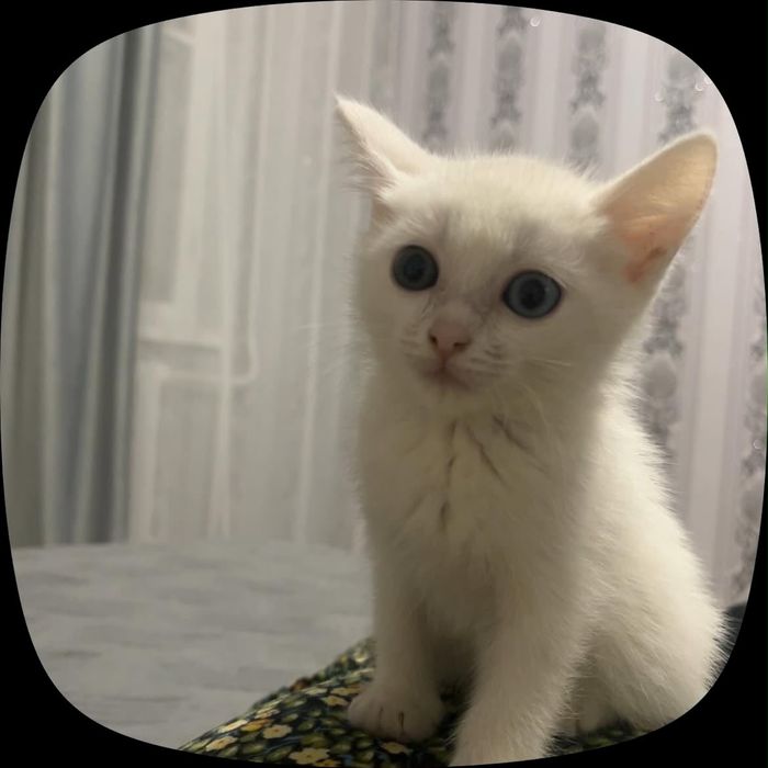 маленький белый котенок