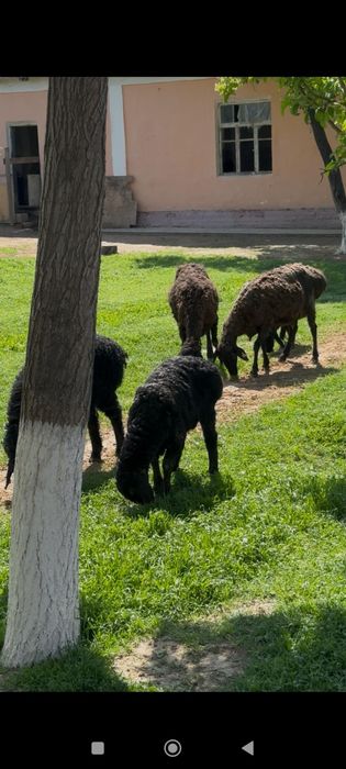 6 бас козылы кой сатылады