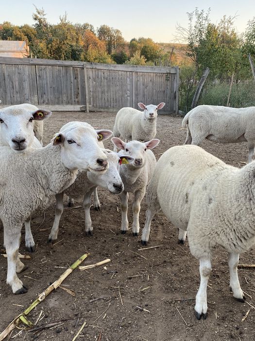 Oi, miei și un berbec