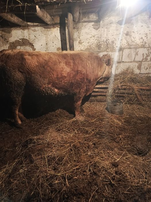 Продам быка трёх годовалого