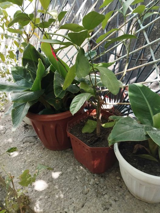 Бананы  и Ананасы плодоносящие