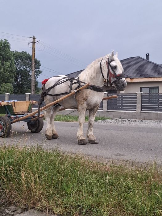 Vand harmasar de 7 ani