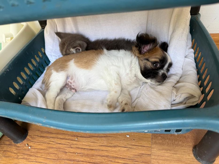 Чихуахуа мальчик, с документами