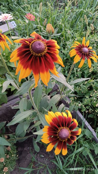 Продам многолетники