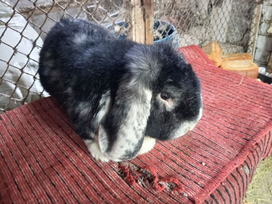 Кролики французский баран