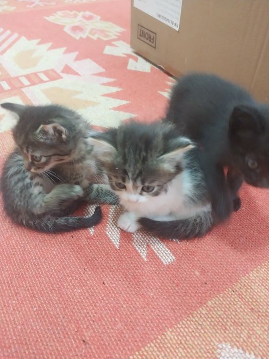 Раздаём котят бесплатно