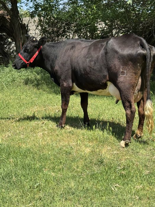 Суттi сиыр ангус бузауымен