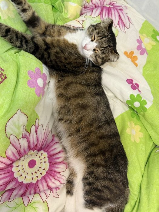 Отдам кота в хорошие руки