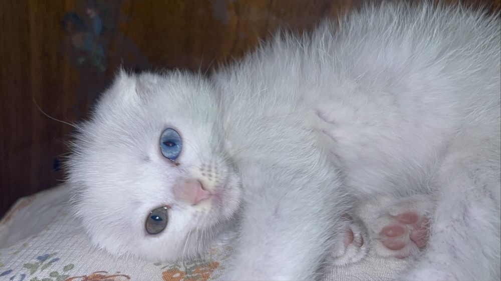 Продается котенок