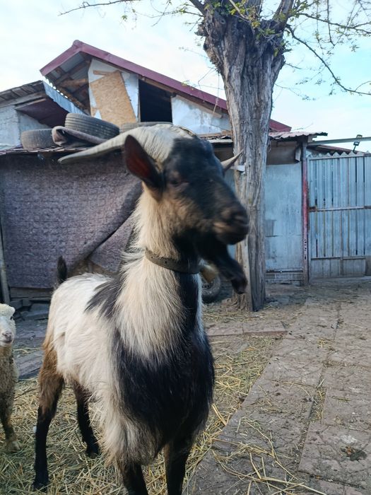 Vând și schimb pe Țap francez