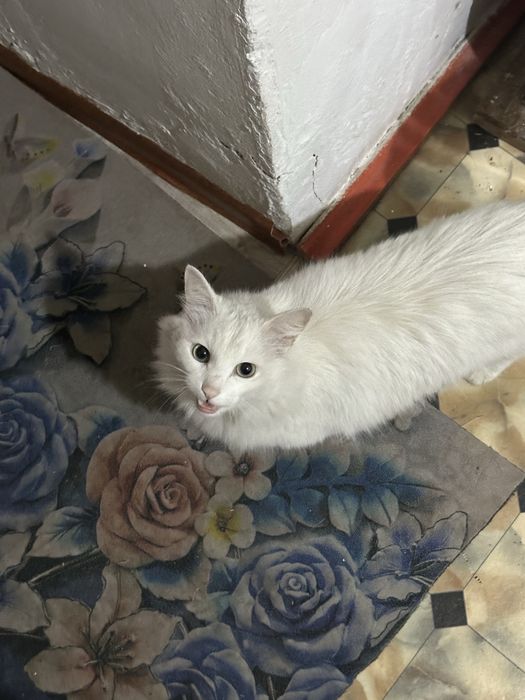 Отдам даром кошку