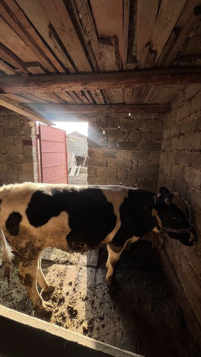 Бык, бұқа, пародистый