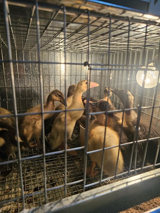 Oua pentru incubat si boboci rata indiena alergatoare si rouen Blaj ...