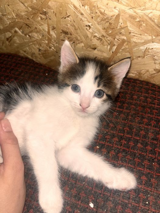 Отдам котят бесплатно , Срочно!