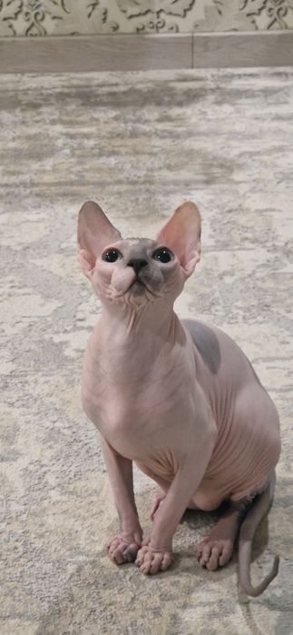 Кот сфинкс стерилизованный