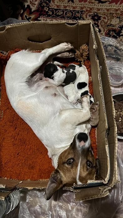 Кученца джак ръсел териер