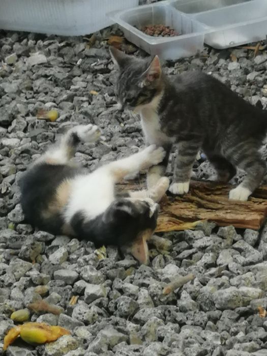 Donez,pentru adoptie fam  pisici mama si doi pui