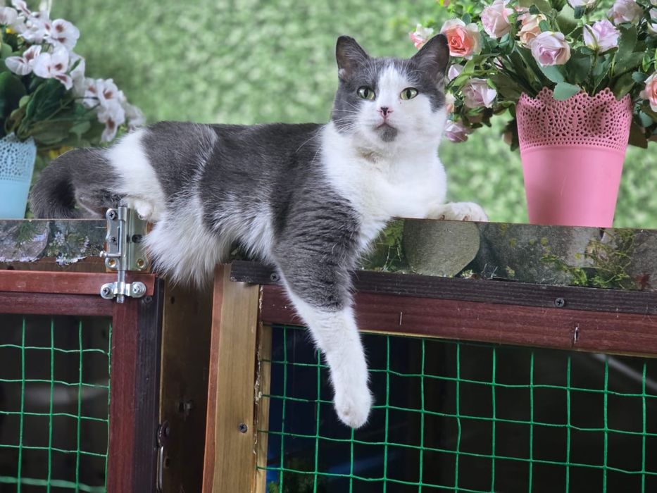 Кошечку отдам только в любящие руки