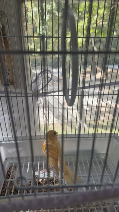 Продаются канарейки