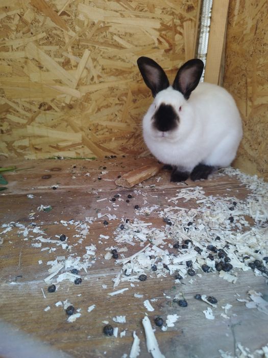 Iepuri Californieni rasa pura atâta tineret cat și maturi de vânzare !