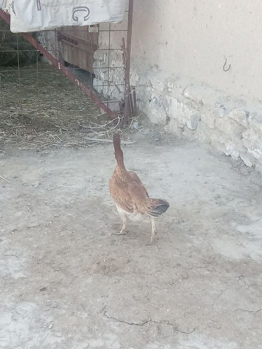 Дакан тауық сатылады