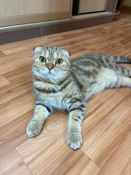 Отдам кошечку( британку вислоухую)