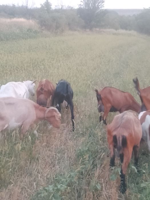 Vind capre diferite rase și carpatine prețul se face la față locului