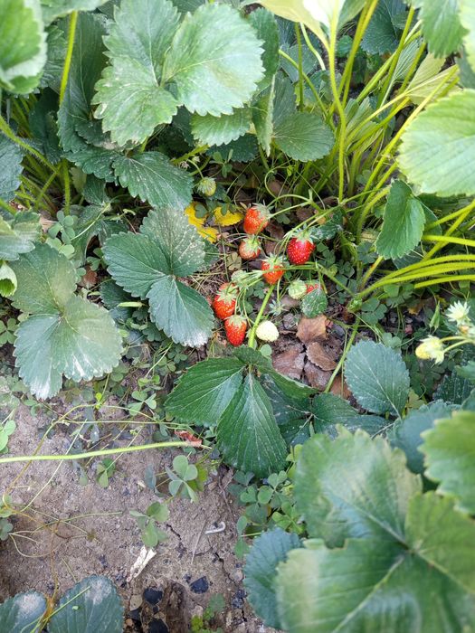 Продам рассаду клубники