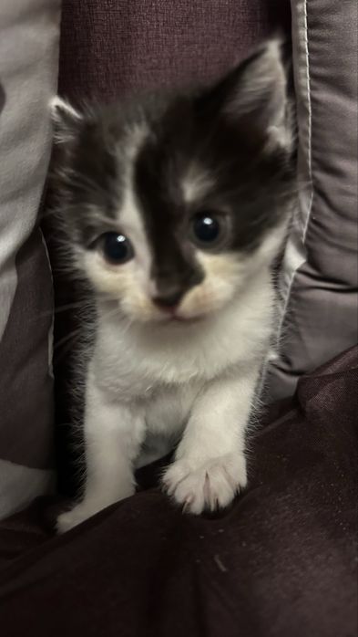 Милая кошечка ищет любящий дом