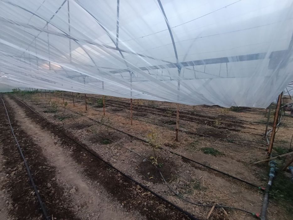 Продается теплица изготовлена из материала контейнера