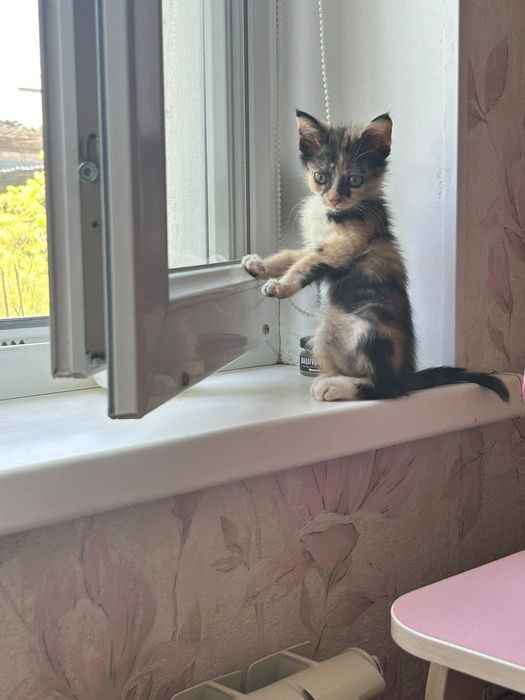 Кошечка в добрые руки