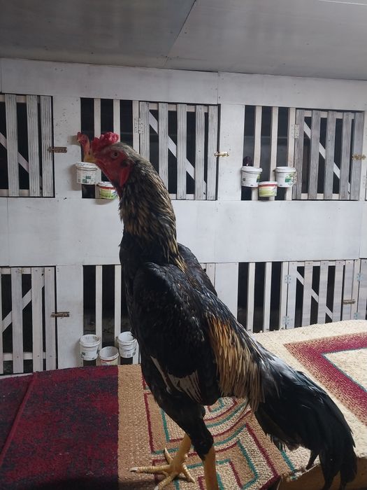 Продам бойцовая птица хороших провереных кровеи