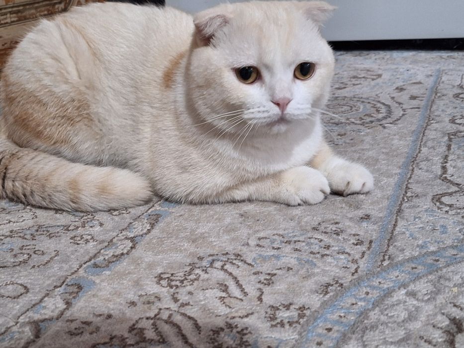 Zoti: Scottish fold. Yoshi:1 yosh. Jinsi: o'g'il bola. Sog'ligi: a'lo.