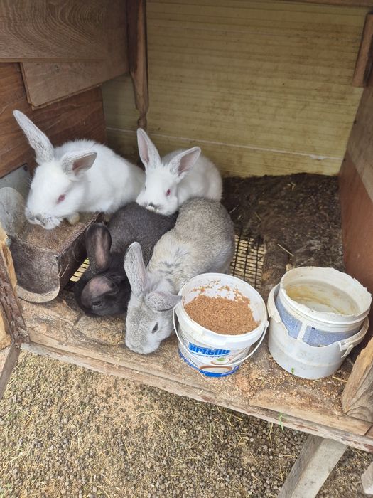 Кролики евро калиф