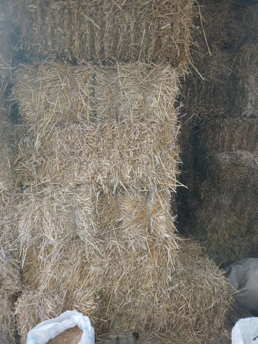 Triticale grâu și paie
