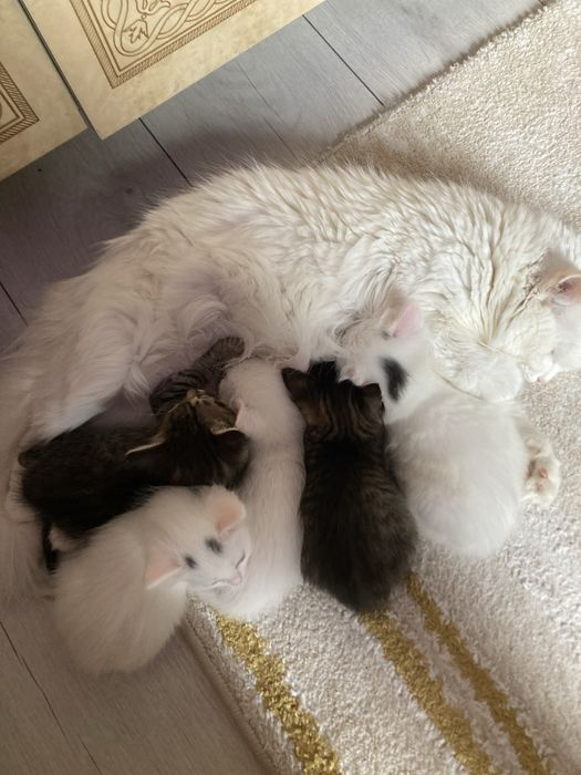 Котята продаются