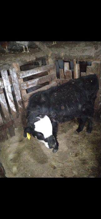 Продам телочку восьми месяцев