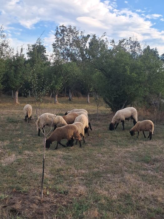 Berbec carabaș de vanzare