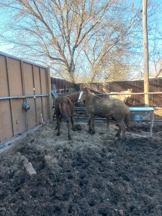 Қысыр бие құнан байтал сатылады откормда