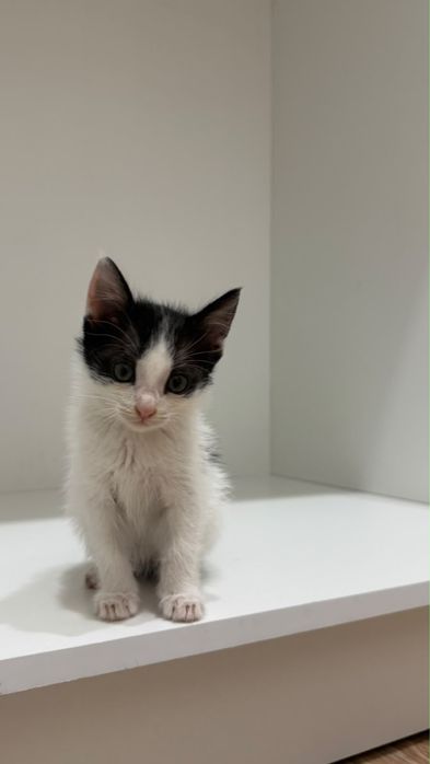 Котята в хорошие руки