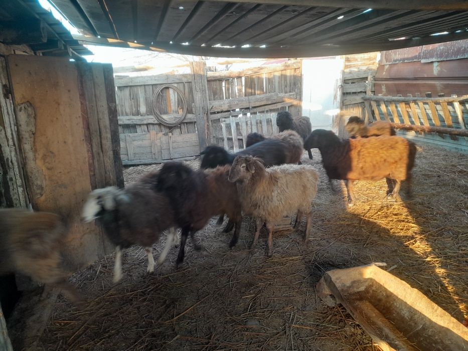 Семіз қой сатамын   семіз сектер.