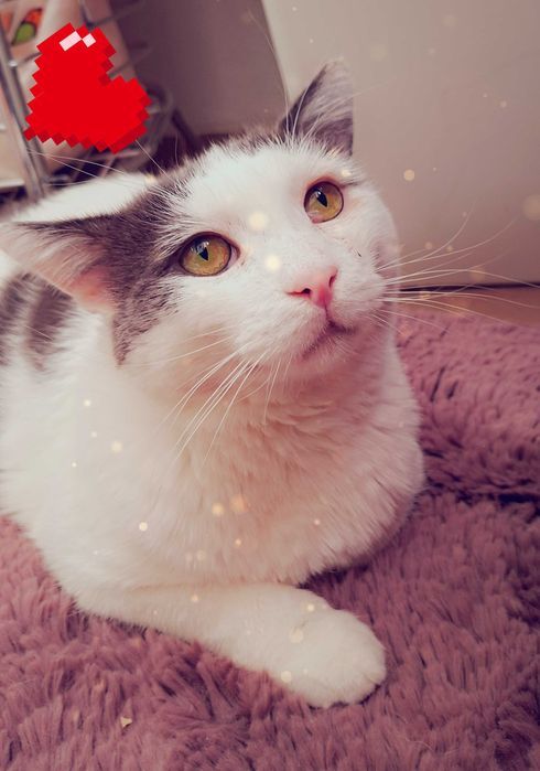Adoptie motan castrat