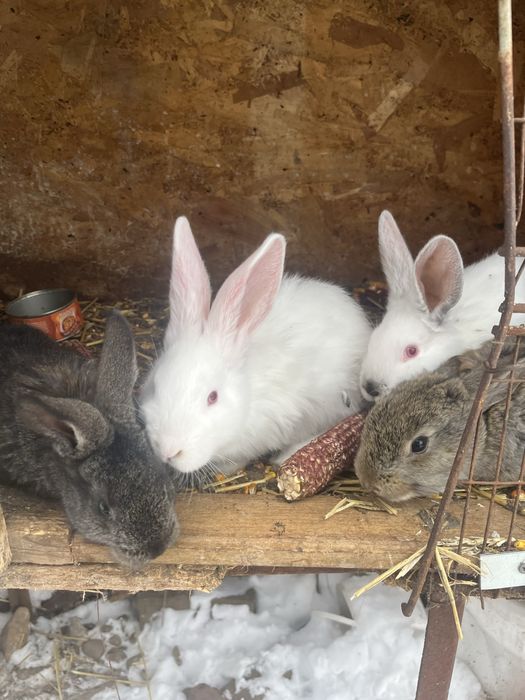 Vand pui de iepure varsta 2 luni