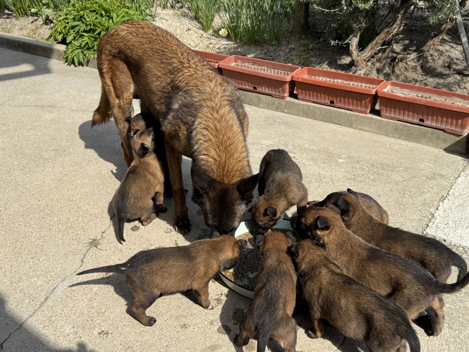 Белгийска овчарка Малиноа