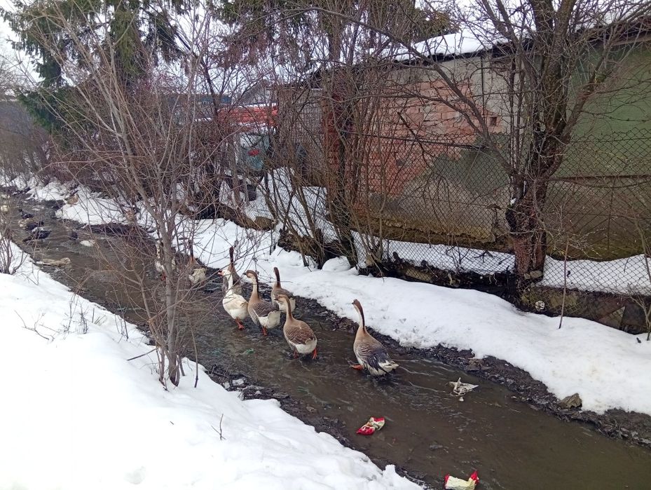 Gâscani tineri de aunul trecut.