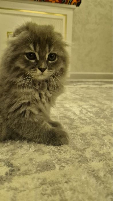 Scottish Fold va Straight