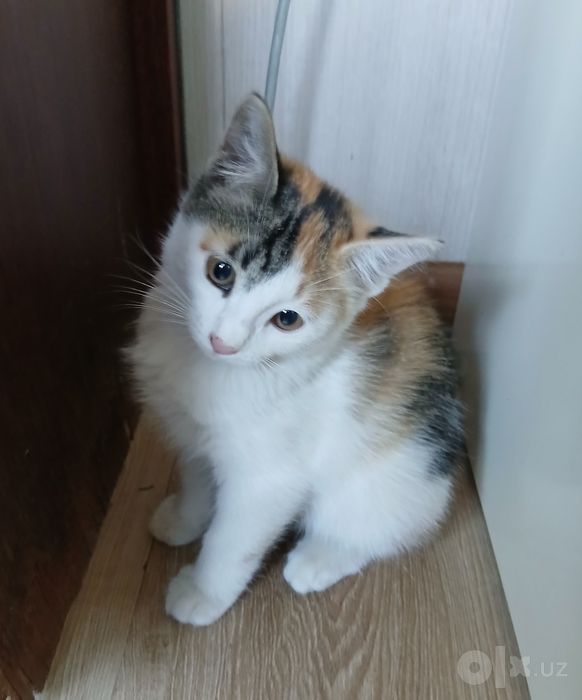 Пристраивается котенок-девочка