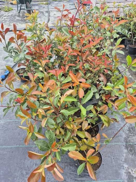 Photinia red robin GHIVECI 2L